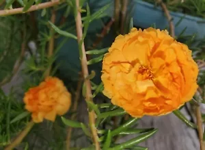 YELLOW ORANGE Grandiflora Portulaca Moss Rose Cuts Plants - READ DESCRIPTION - Picture 1 of 4