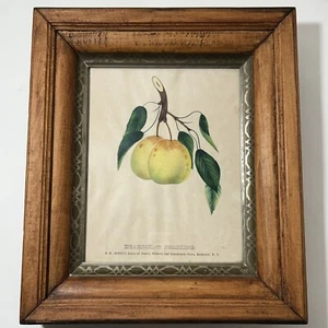 Antique Series of Fruit Original 1865-1866 Plate DM Dewey's, Rochester New York - Picture 1 of 19