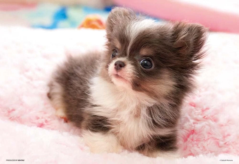 Rompecabezas Perro Serie 300 Piezas BEVERLY Japón 300-008 Foto 1 de 1