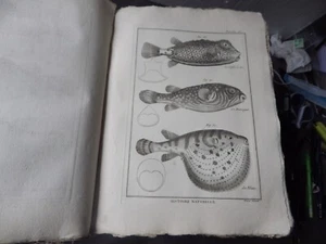PANCKOUCKE  ICHTCHYOLOGIE POISSONS  GRAVURE ORIGINALE DE  1788    22 X 31 Cms - Picture 1 of 1
