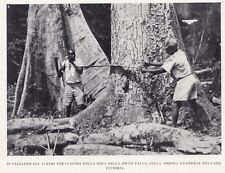 E4490 Uganda, Cut Trees for Craft Dam Owen Falls, Print Period 1951, Print