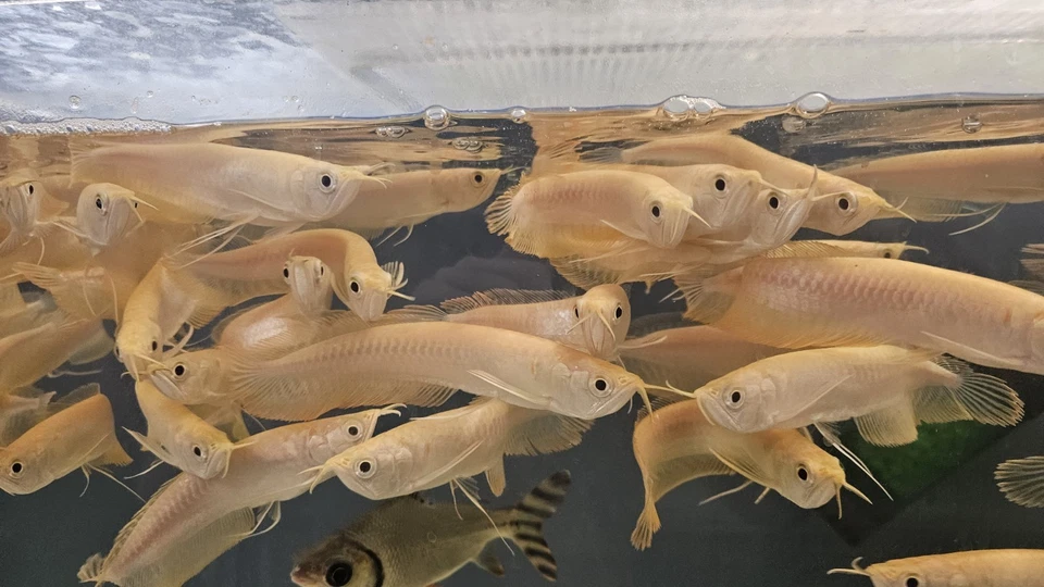 Albino Banana Arowana  6-7inch  - Image 1 of 1