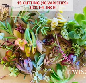 15 Cutting Assorted Succulent Japan Live plant cactus gift friend red pink green - Picture 1 of 9