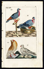 Antique Print-BIRD-WILD PIGEON-DOVE-PLATE XIV-Wilhelm-1810