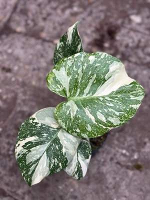 GROWJUNGLE Monstera Rare Mutation 12CM – Exact Plant You Will Receive – Hand-Picked