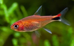 12 Ruby Tetra Fish Fast Shipping Great Community Fish Hard to Find! - Picture 1 of 1