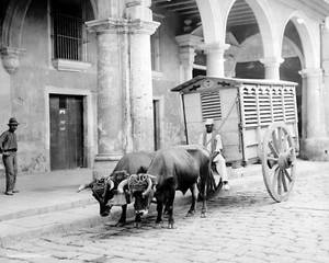 Havana Cuba Old Vintage Historic Photo Livestock Cattle Oxen Meat Cart Cigar - Picture 1 of 1