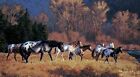Fond d'écran mural Appaloosa cheval / chevaux dans la nature 10,5' x 6' WB5940M