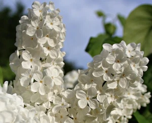 5 White Lilac (Syringa vulgaris) Unrooted Dormant Cutting 6-7'' Organic Non-GMO - Picture 1 of 1