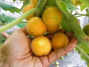 5 GRAINES DE FRUITS POILUS SOLANUM FEROX - Bild 1 von 1