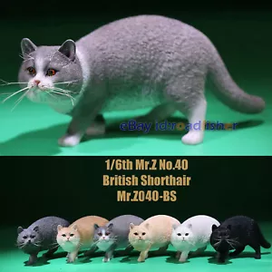 Mr.Z 1/6 British Shorthair Katzenfigur süßes Haustier Tier Modell Sammler bemalt - Bild 1 von 43