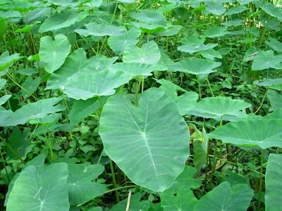 Vietnamese Taro Plant: Bac Ha Doc Mung Thai Elephant Ear Live Plant (~8 inches) - Image 1 of 4