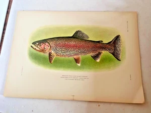 Antiker Lithographie Druck Kern Flussforelle Fische 1905 Charles Hudson 7x10 - Bild 1 von 1