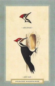 Postcard David Sibley "Pileated Woodpecker" 2013 (Dryocopus pileatus) MNT - Picture 1 of 1