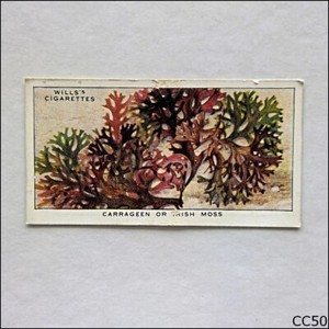 Wills The Sea-Shore #49 Carregeen Irish Moss 1938 Cigarette Card (CC50)