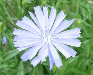 1000 Samen Gemeine Wegwarte (Cichorium intybus), Zichorie, himmelblaue Blüten - Bild 1 von 2