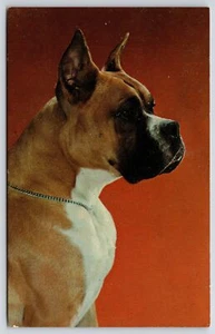 Boxer Foto Haustier Sog Tier braun weiß und schwarz Mund Postkarte - Bild 1 von 2