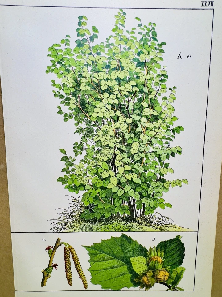 ANTIQUE POSTER HAZELNUT TREE NATURE POSTER PICTURE ILLUSTRATION 1882 BOTANY P... - Image 1 of 4