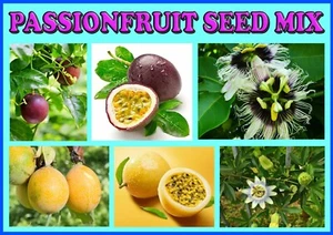 10 X PURPLE & YELLOW PASSIONFRUIT SEEDS MIX-TROPICAL FRUIT TREE GARDEN VINES - Picture 1 of 9