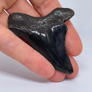 FÓSIL DIENTE DE TIBURÓN Megalodon para colgante - Imagen 1 de 9