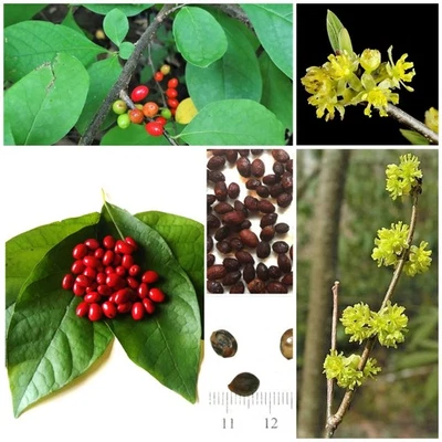 30 Lindera Benzoin Spicebush Seeds-Stratified - Image 1 of 4