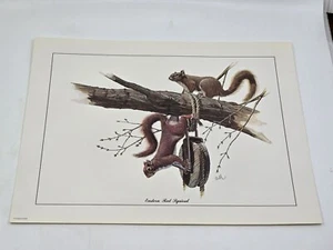 Balke Lithographie Tierwelt Kunstdruck östliches rotes Eichhörnchen 11 x 14 Zoll USA - Bild 1 von 4