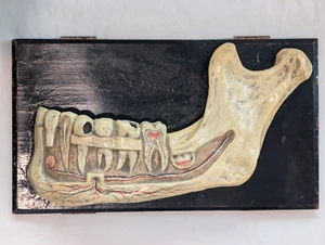 Mandibola anatomica a mascella modello dentale vintage - Foto 1 di 14