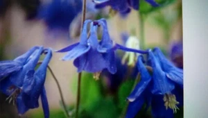 3 blue Aquilegia seedlings in poly plugs - Picture 1 of 2