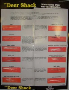 Deer Hair Identification Hunting Information Poster - Picture 1 of 2