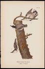 1890 Birds Pennsylvanie antique chromolithographie imprimé poitrine blanc nuthatch