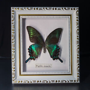 Real Insect Butterfly/One Butterfly Specimen Ornament Framed Free postage