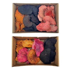 Box of Colorful Dried Mushrooms - Picture 1 of 9