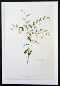 Redoute botanical print HOLLY FLAME PEA Chorizema Ilicifolia, 1990 book plate - Picture 1 of 3
