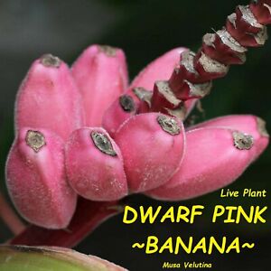 ~DWARF PINK VELVET BANANA~ Musa velutina  Live plant NOT Seeds
