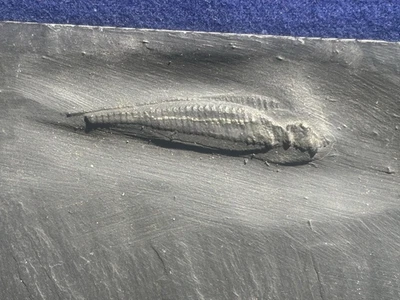 2" Urasterella asperulu Devonian Starfish from Bundenbach. Germany    Free Ship! - Image 1 of 4