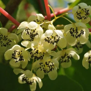 Actinidia Weiki agrifoglio maschio impollinatore 1L- Necessario per fruttificare - Foto 1 di 6