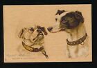 Hunde Bulldogge Windhund Tuck #6715 Chrom Künstler Shaw gebraucht 1904 PPC
