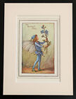 Speedwell Flower Fairy - Mounted Original 1930 Cicely Mary Barker Print