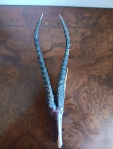 Handgeschnitzt Kudu Antilope Trophäe Afrika Gehörn Wanddekoration, Deko Vintage - Bild 1 von 6