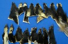 Badger Paws Badger Paws Brant Claws