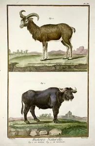 1751 Martinet, murciélago, búfalo, mufflon, coloreado a mano, folio grande, 39 cm - Imagen 1 de 4