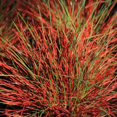 Festuca Walberla 1L - Im Herbst färbt es sich wunderschön rot - Bild 1 von 4