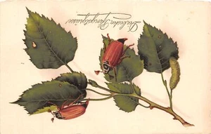 J62/ Insect Bug Pest Fantasy Postcard c1910 Beetle Good Luck 174 - Imagen 1 de 4