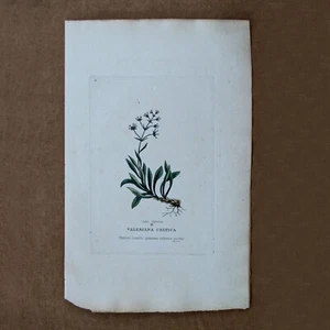 Edwards Stampa Botanica Incisione 1800 Piatto 27 Valeriana Celtica 02698 - Foto 1 di 1