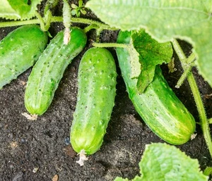 Salad Cucumber Bush - 30x Seeds - Grow In Baskets & Small Spaces - Vegetable - Picture 1 of 1