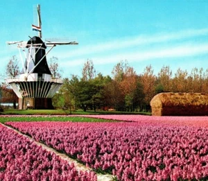 Feld rosa Blumen Windmühle Bloemenland Molenland Holland Vintage Postkarte - Bild 1 von 5