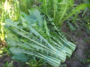 1000 SEMILLAS DE ACHICORIA SILVESTRE DEL CAMPO - Imagen 1 de 1