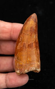 Quality Carcharodontosaurus Tooth  not T. rex. Theropod Dinosaur 2.87”  0854 - Picture 1 of 5
