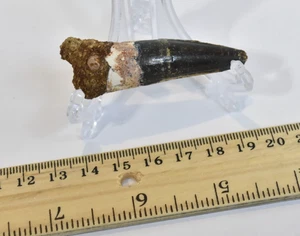 Spinosaurus Dinosaur Tooth - Stunning Coloration - 2.5" Sourced from Morocco - Picture 1 of 7