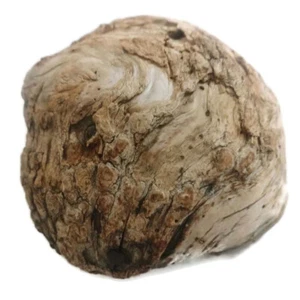 Teil des Stammes von mehrjährigem altem Baum Trabzon Türkei geschnitzt und schönes Dekor - Bild 1 von 11